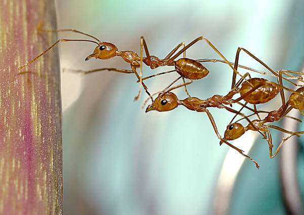 Las hormigas, trabajando juntas, logran todo lo que se propongan.