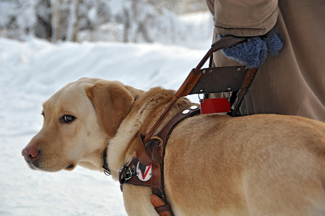 Este es un Perro Guía para ciegos. Sirve a su amo y su amo lo cuida como su bien más preciado.