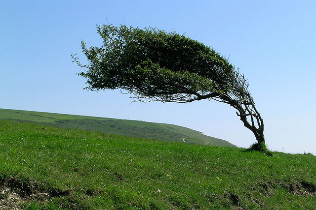El árbol soporta el viento sin caerse gracias a su red de apoyo, sus raíces.